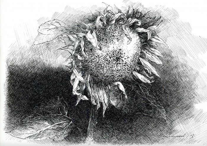 Tournesol