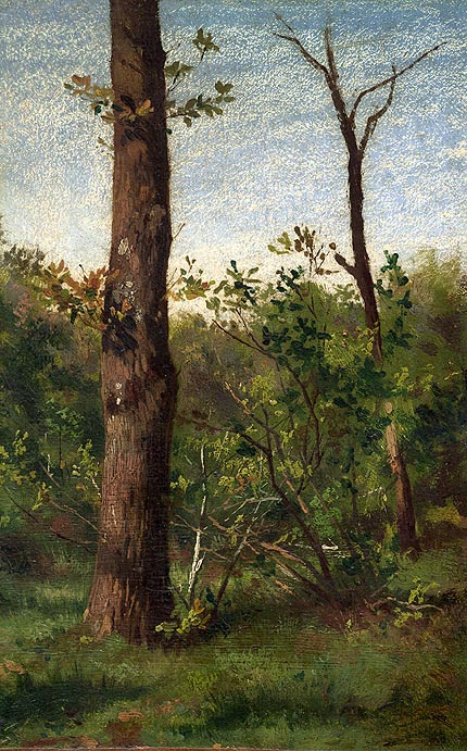Sous-bois à Fontainebleau
