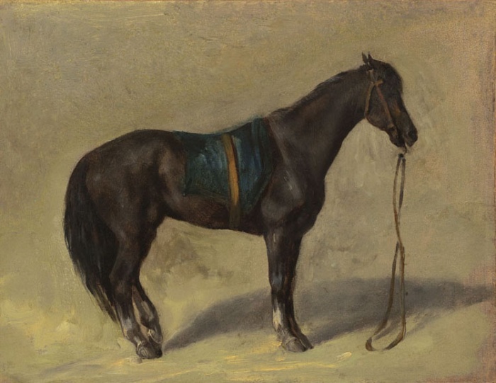 Cheval arabe avec une couverture bleue