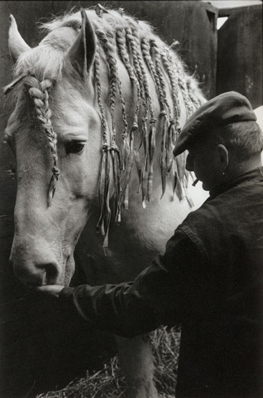 Percheron, salon du cheval à Paris, 1973