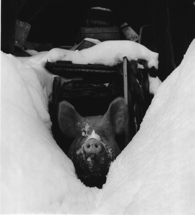 Le Cochon du chalet du Grand Truc, La Toussuire, Savoie, 1964