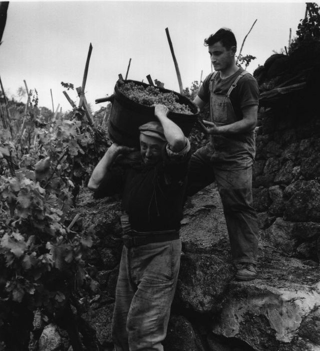 Vendange au domaine de Château Grillet, transport des grappes, 1953