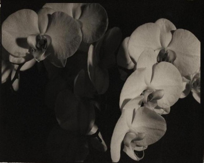 Orchidée - phalaenopsis