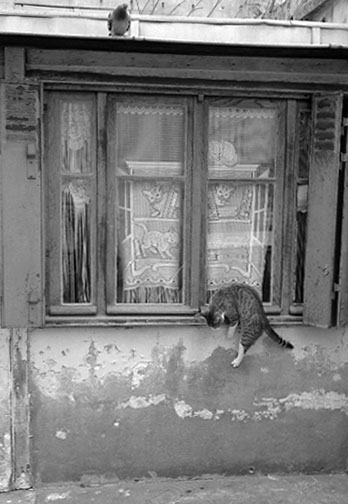 Le chat qui saute, passage Lathuille, 1995