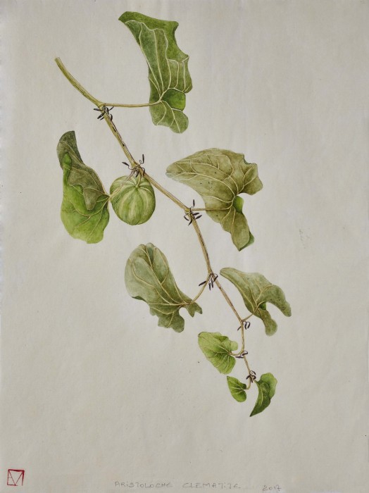Aristoloche clématite